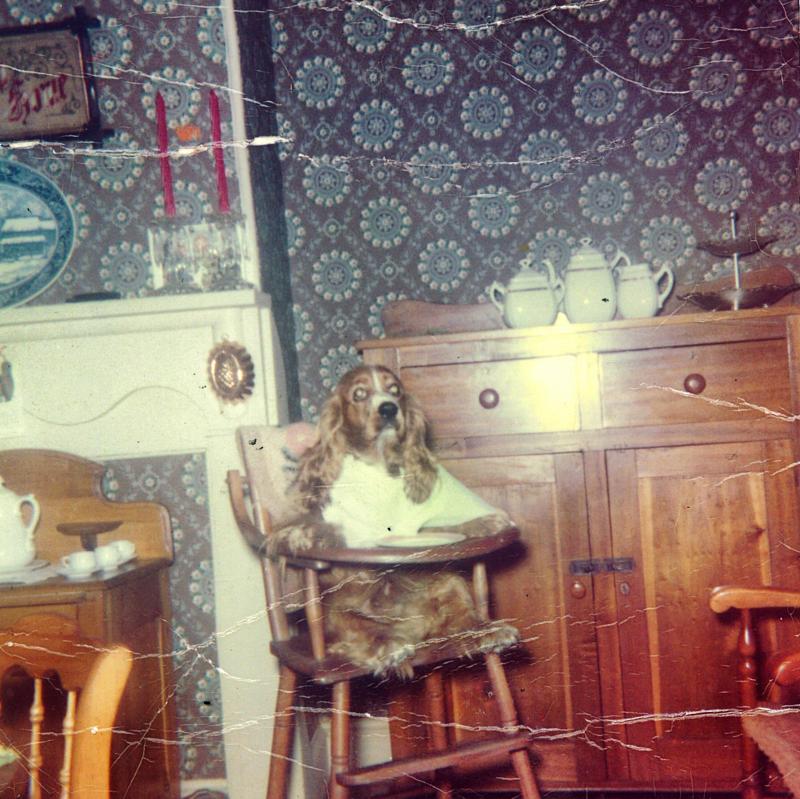 Sitting at the table in a high chair was a privilege reserved for Marguerite Bounds’ cocker spaniel, Dandy, during Pam’s childhood.